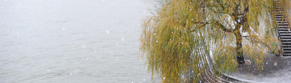 B. Wahl